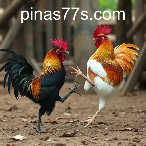 Exploring Sabong Games and the Rise of Pinas77 in the Philippines